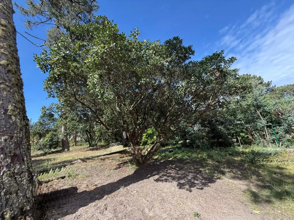 Terrain constructible à vendre – CLAOUEY, LÈGE-CAP-FERRET